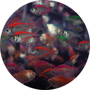 Fish_round